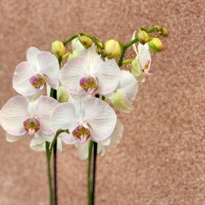 fyta orchid IMG 0420 SQ