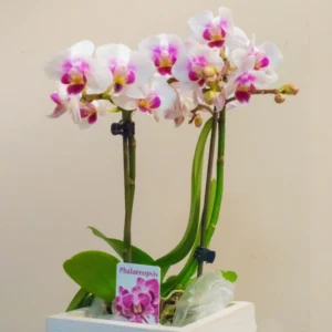 fyta orchid mini 20151218 DSC 7126 SQ