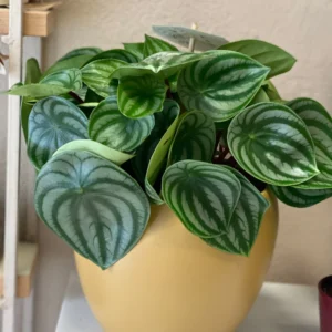 fyta peperomia IMG 2476 SQ