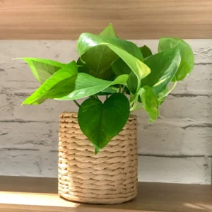 fyta-pothos